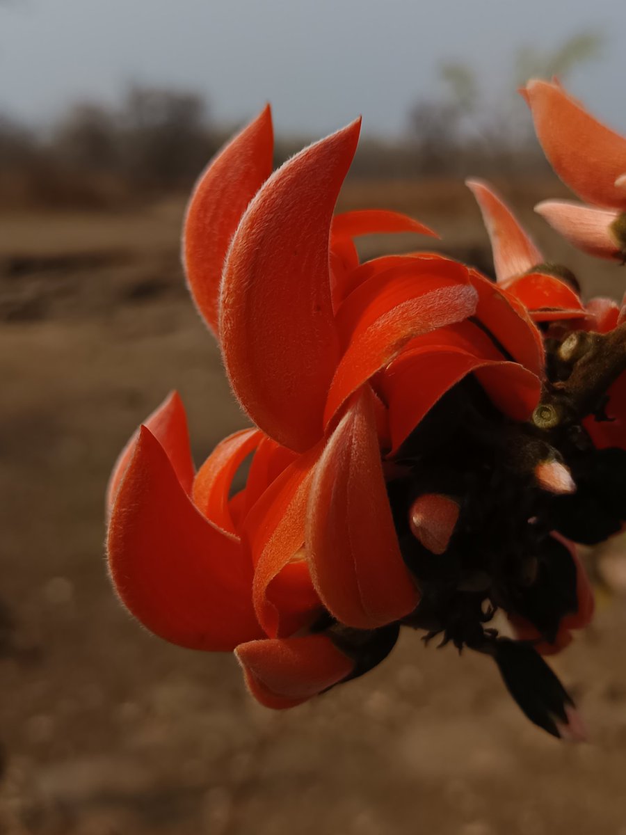 नीलेश रायचुरा tweet media