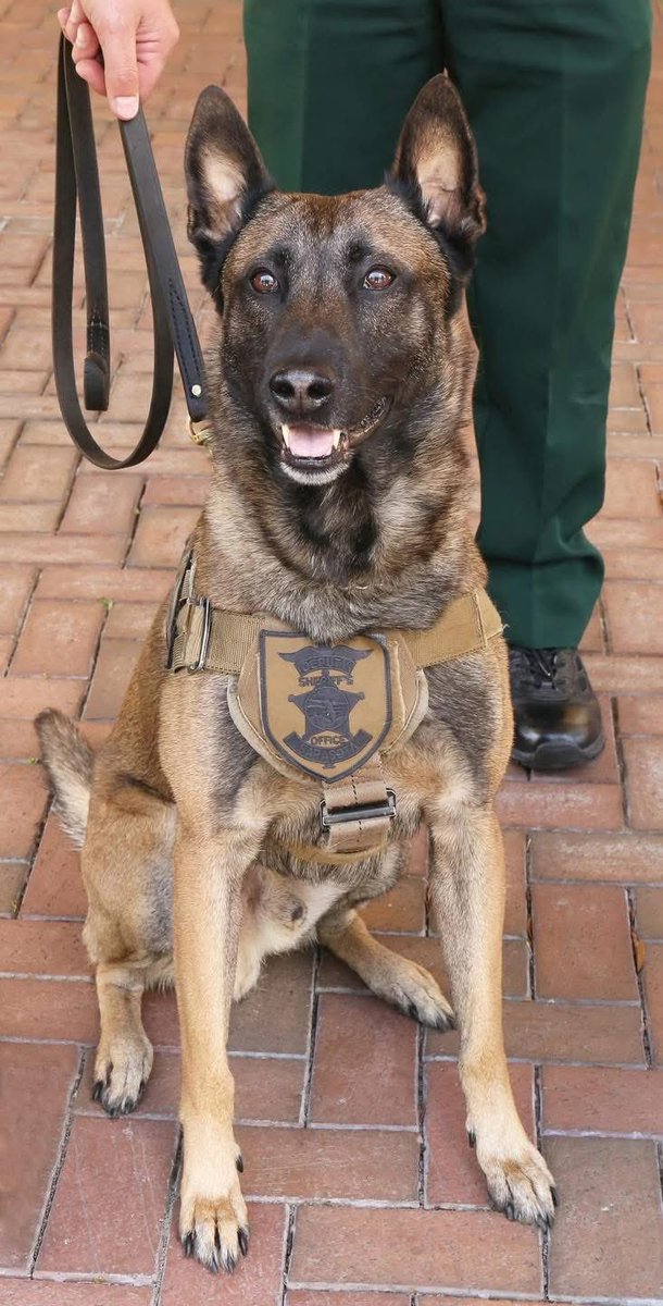 DK🇺🇸🦅🇺🇸 tweet media