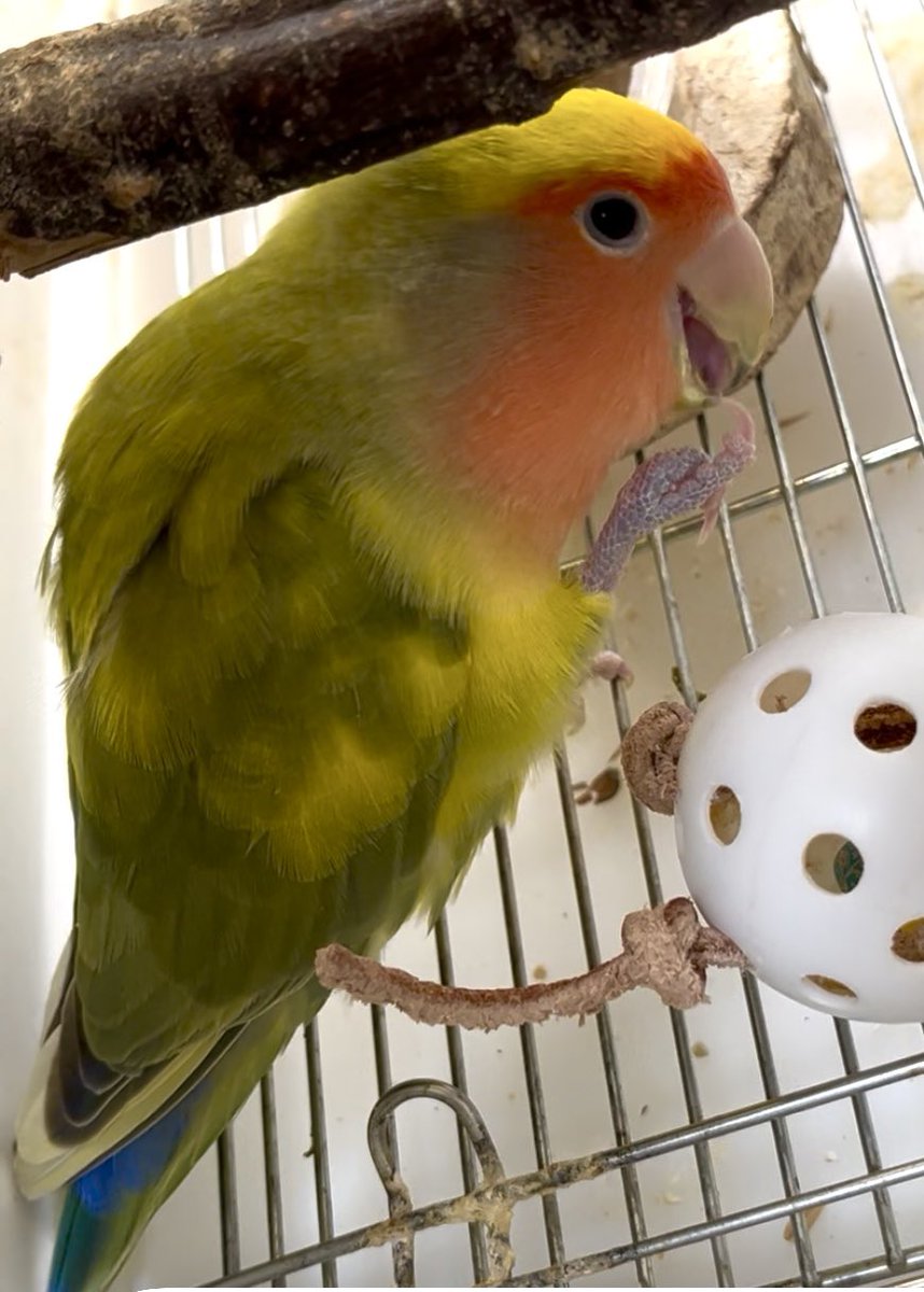 Ami@小桜森★2026年卓上カレンダー販売中♪ tweet media