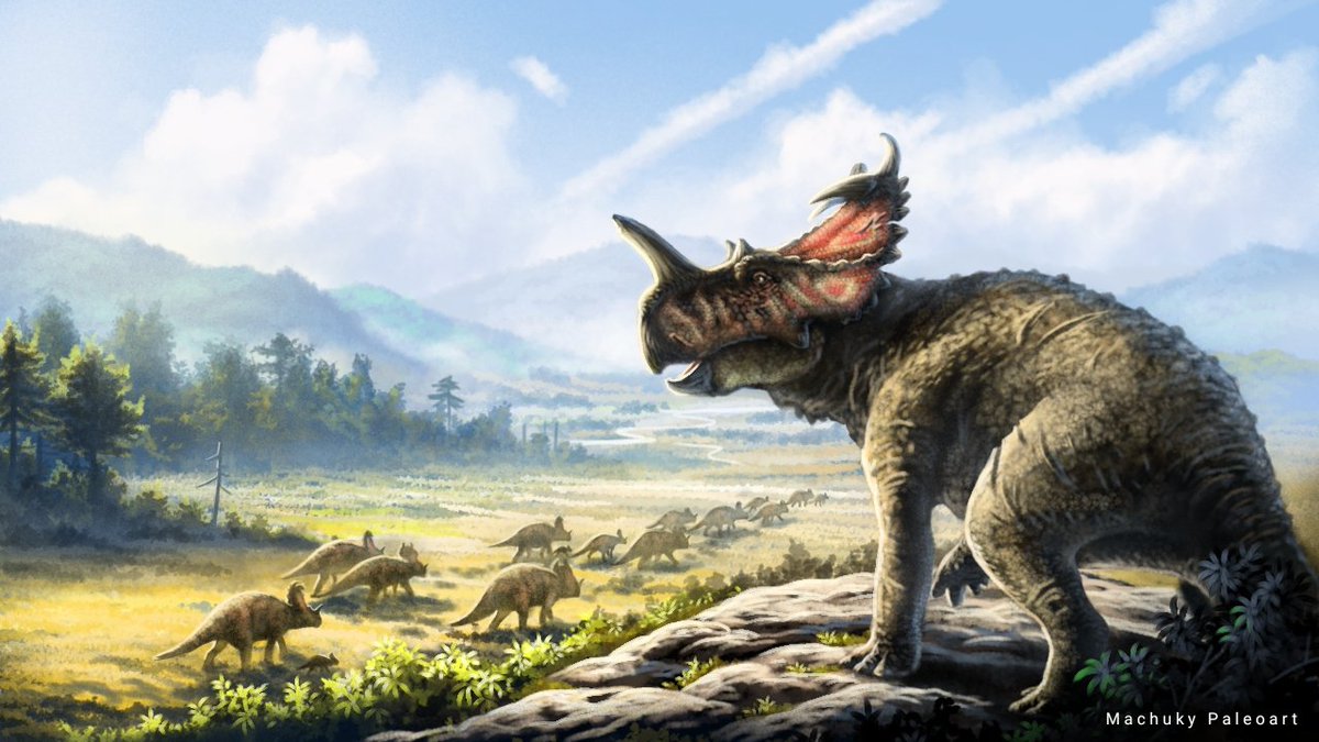 machukytakahash's tweet image. El guardián de la manada. Un veterano Centrosaurus apertus supervisa a sus congéneres mientras migran en busca de mejores tiempos. Gracias por confiar en mi trabajo @arturonereu. 
#paleo #paleoart #paleontology #dinosaur #paleoartist