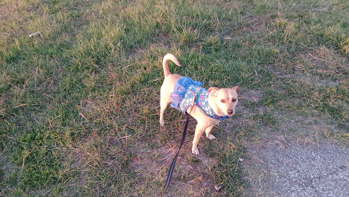 Chloe in Texas tweet media