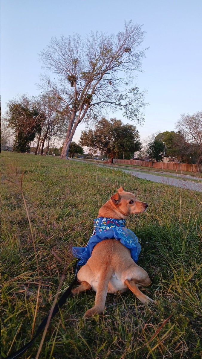 Chloe in Texas tweet media