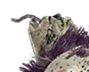 springfacts's tweet photo. The Clown Springtrap skin in FNaF AR changed Springtrap's iconic ear wire from a shade of red to gray, this detail would be carried over into his artwork from Security Breach and Help Wanted 2.
However, his design in Dead by Daylight changed it to red. https://t.co/mJRXirHRcr