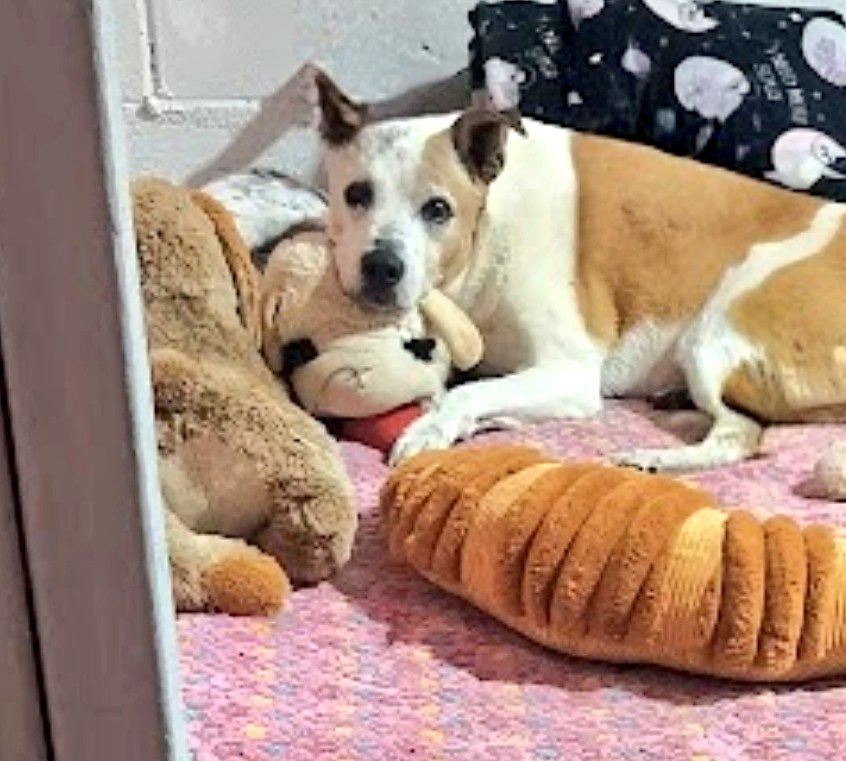 bonnie blue ♀ tweet media