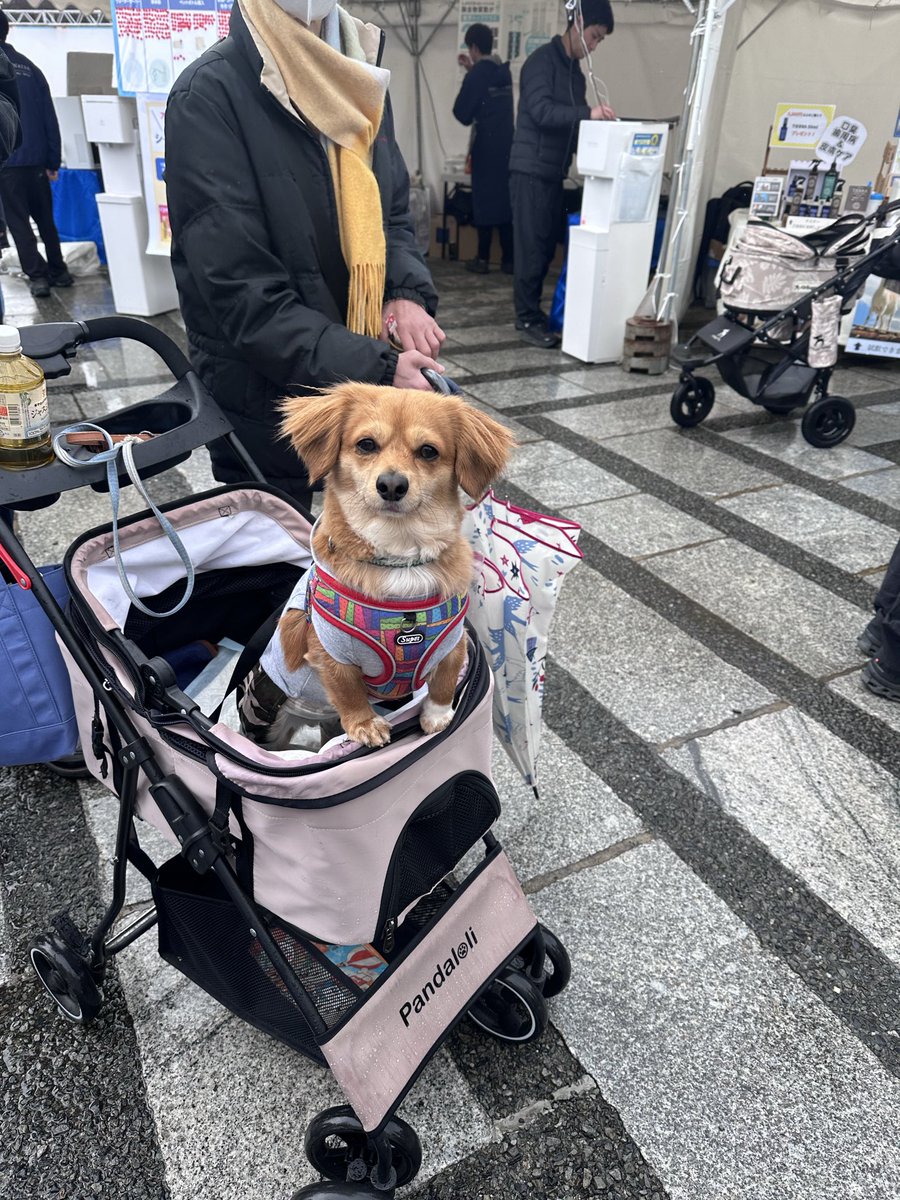 supmile's tweet photo. 本日より3日間、わんこエキスポin駒沢公園に出店しております。
さっそく沢山のお客様がご来店くださっております。ありがとうございます。
#わんこエキスポ #サプミーレ https://t.co/qEV43GFsgL