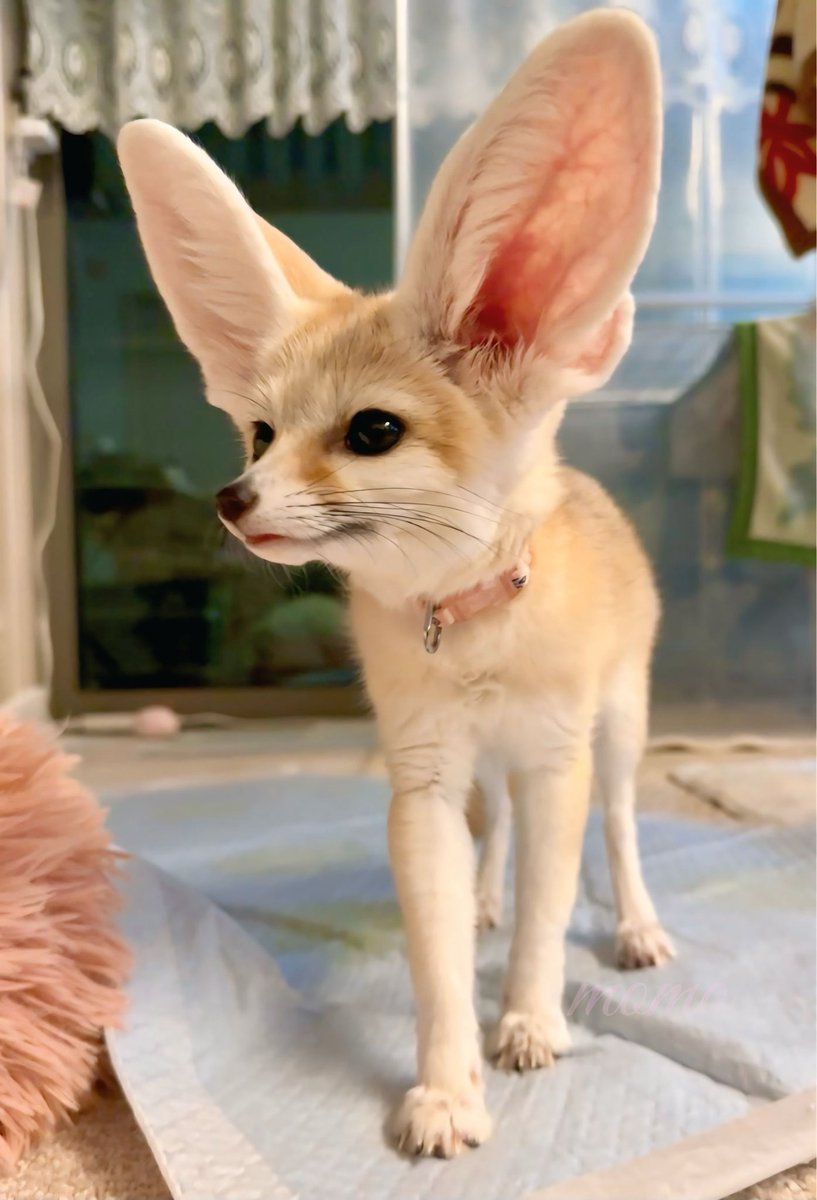 Rabi_fennec tweet media