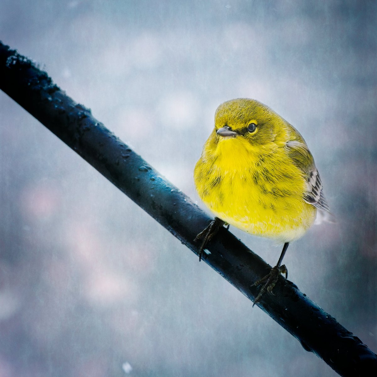 Plymouth Independent tweet media