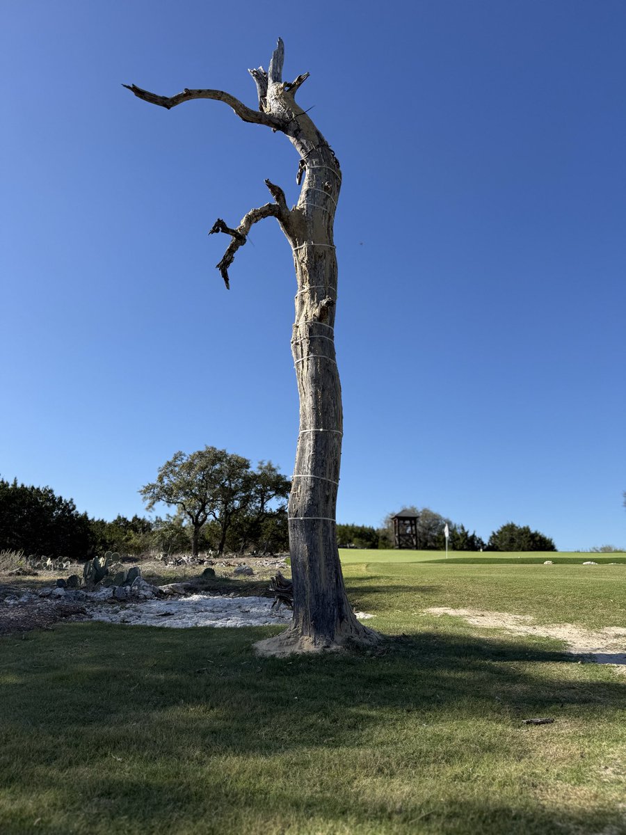 GatorNational's tweet photo. Dead trees rock. #ghosttree https://t.co/xsTpK4cWOg