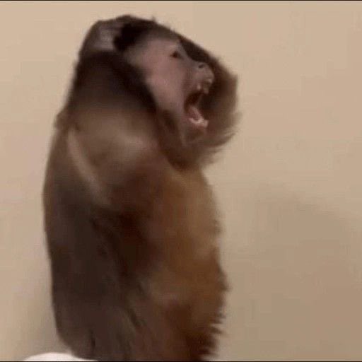 ‏ فالكون tweet media