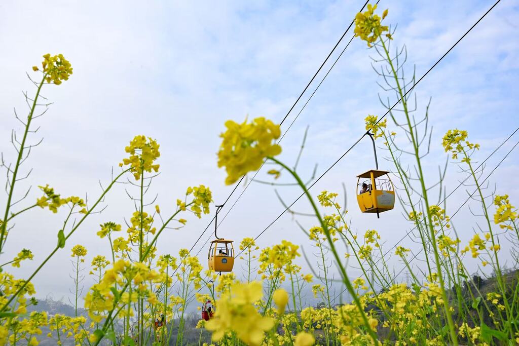 ChongqingFuling's tweet image. Meixin Wine Town is buzzing this spring.🌸
Ride cable cars into blooming hills and enjoy views of flower fields from above. Visitor numbers keep rising, carrying on the holiday momentum into the season.
#Chongqing #Fuling #SpringInChina