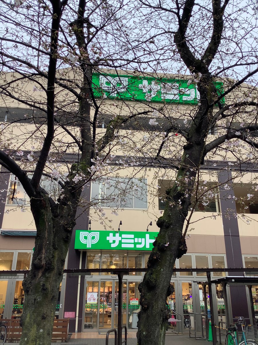 354summit's tweet photo. 東京の桜の『開花宣言』ありましたね！
桜田通り店の桜も、開花しましたよ🤗

3月29日の王子桜田通り店の誕生日は
今年も桜が満開かな☺️

誕生日当日は、各部門でイベントも♪
お楽しみに🥳

#サミットストア王子桜田通り店
#桜田通り店の桜
#開花宣言 https://t.co/USwK7aOo4f