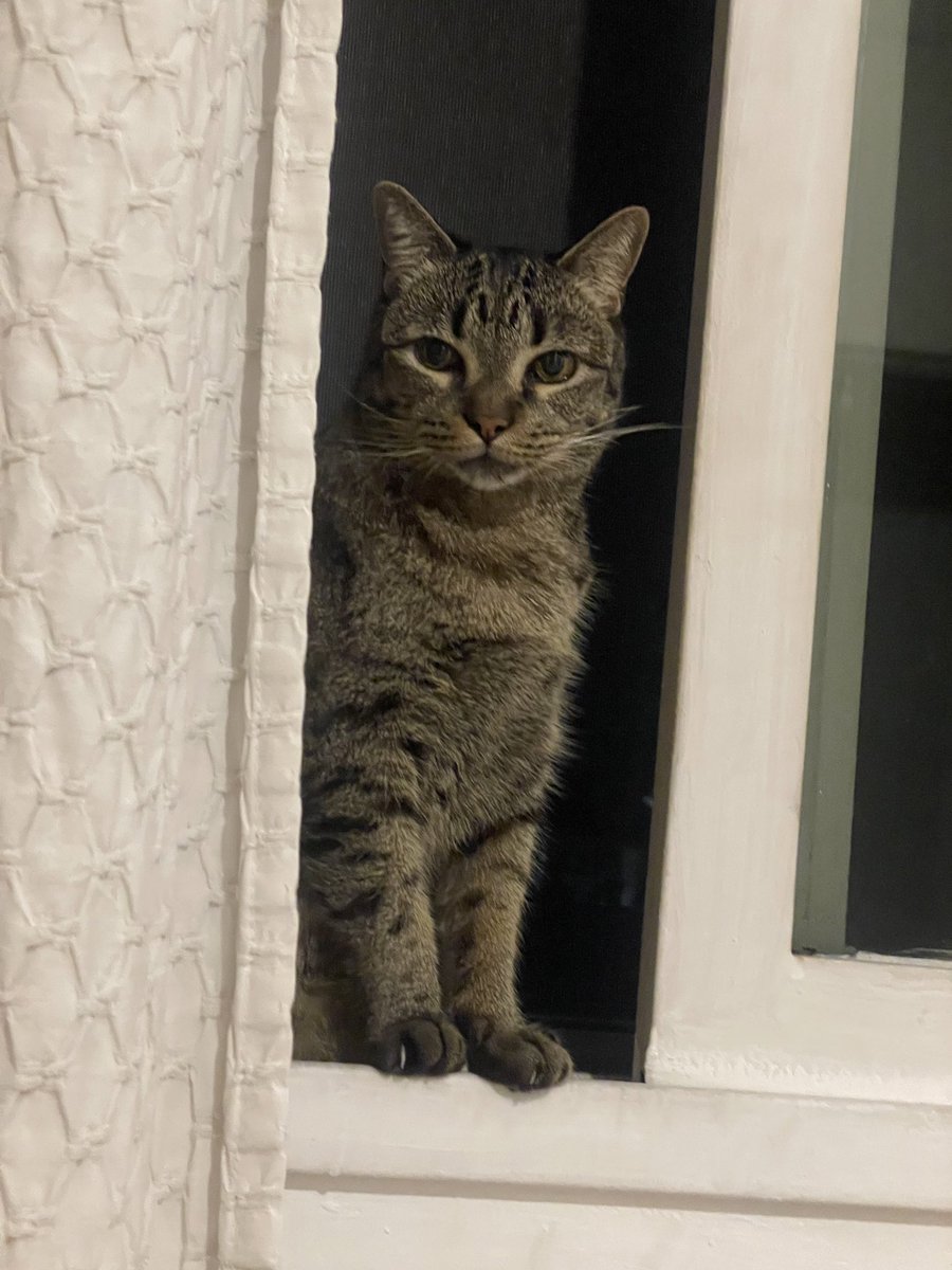 Ale Sanemeterio tweet media