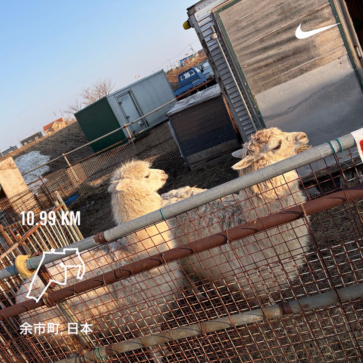 hineyoko's tweet photo. 今朝のラン。春靴スタート!距離はふくらはぎが疲れてるっぽいから伸ばさず。アルパカが増えてた。
#MorningRuns #running #runninginthrwinter #朝ラン #ランニング https://t.co/PL7PJVYuEx