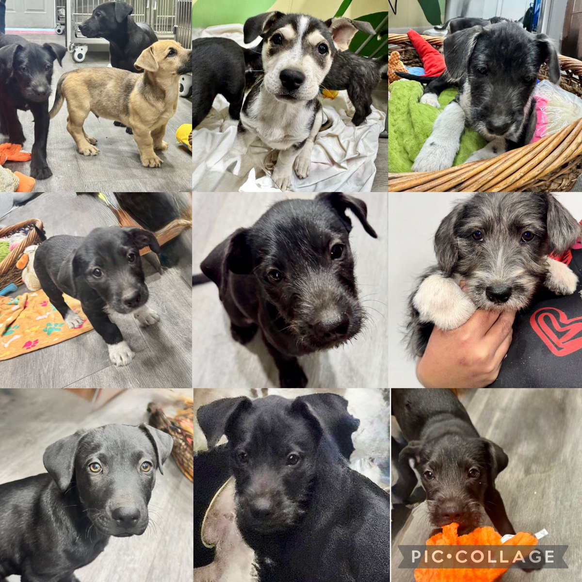 South Texas Animal Rescue Group, AKA STAR Group tweet media