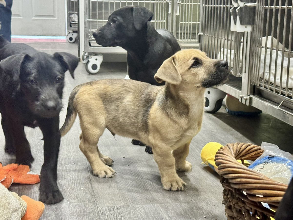 South Texas Animal Rescue Group, AKA STAR Group tweet media