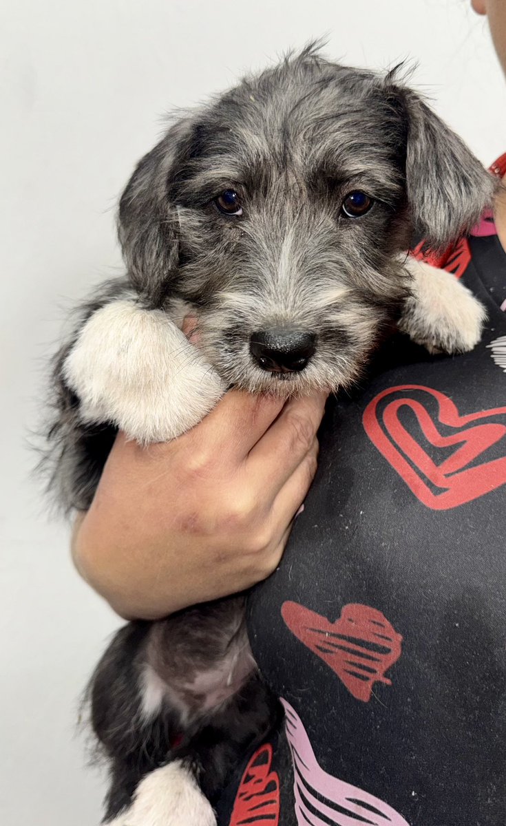 South Texas Animal Rescue Group, AKA STAR Group tweet media