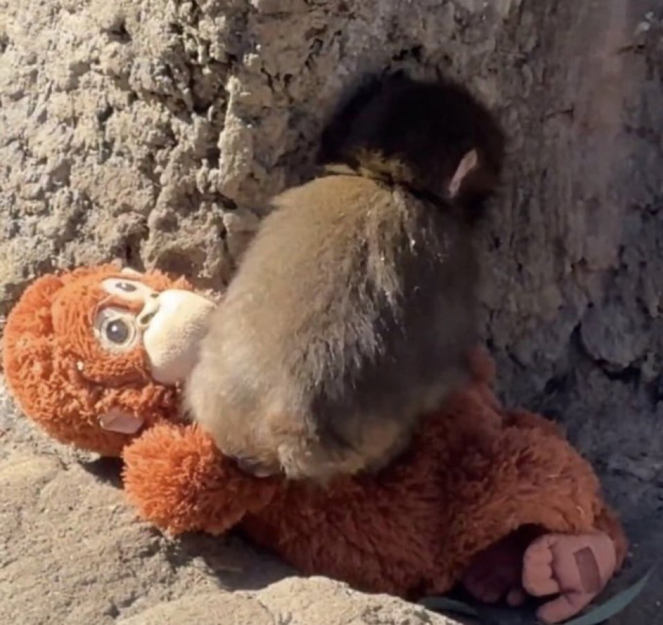 ลักสานะ : ก้อนอ้วม