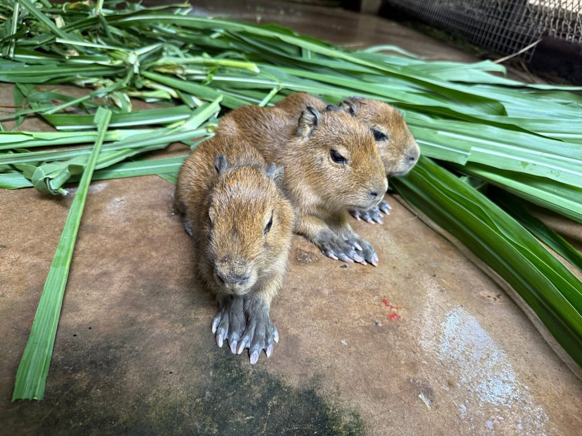 Khamoo.andthegang tweet media