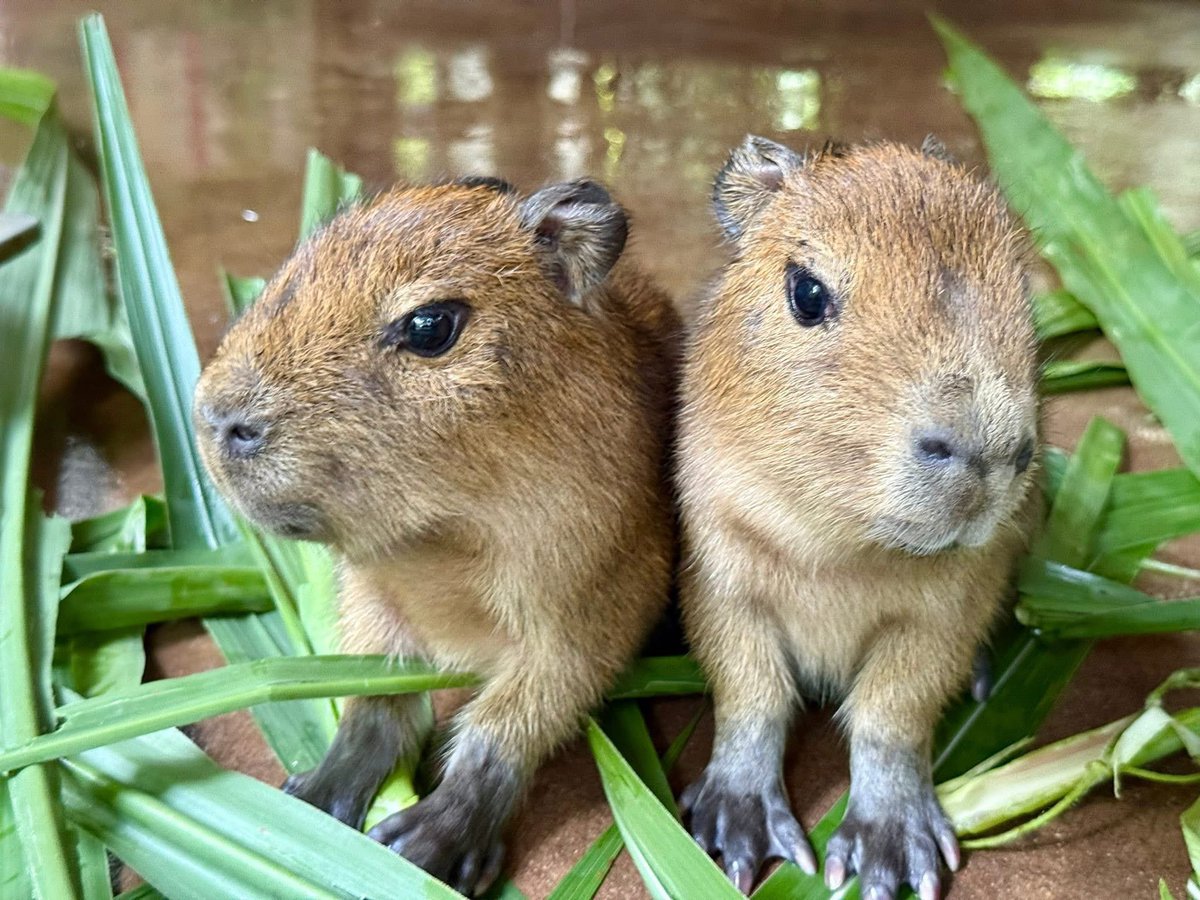 Khamoo.andthegang tweet media