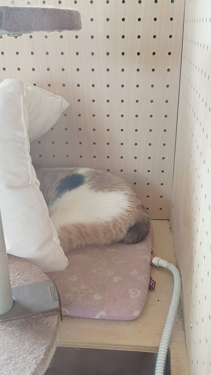 はま☆かっちゃん♂ tweet media