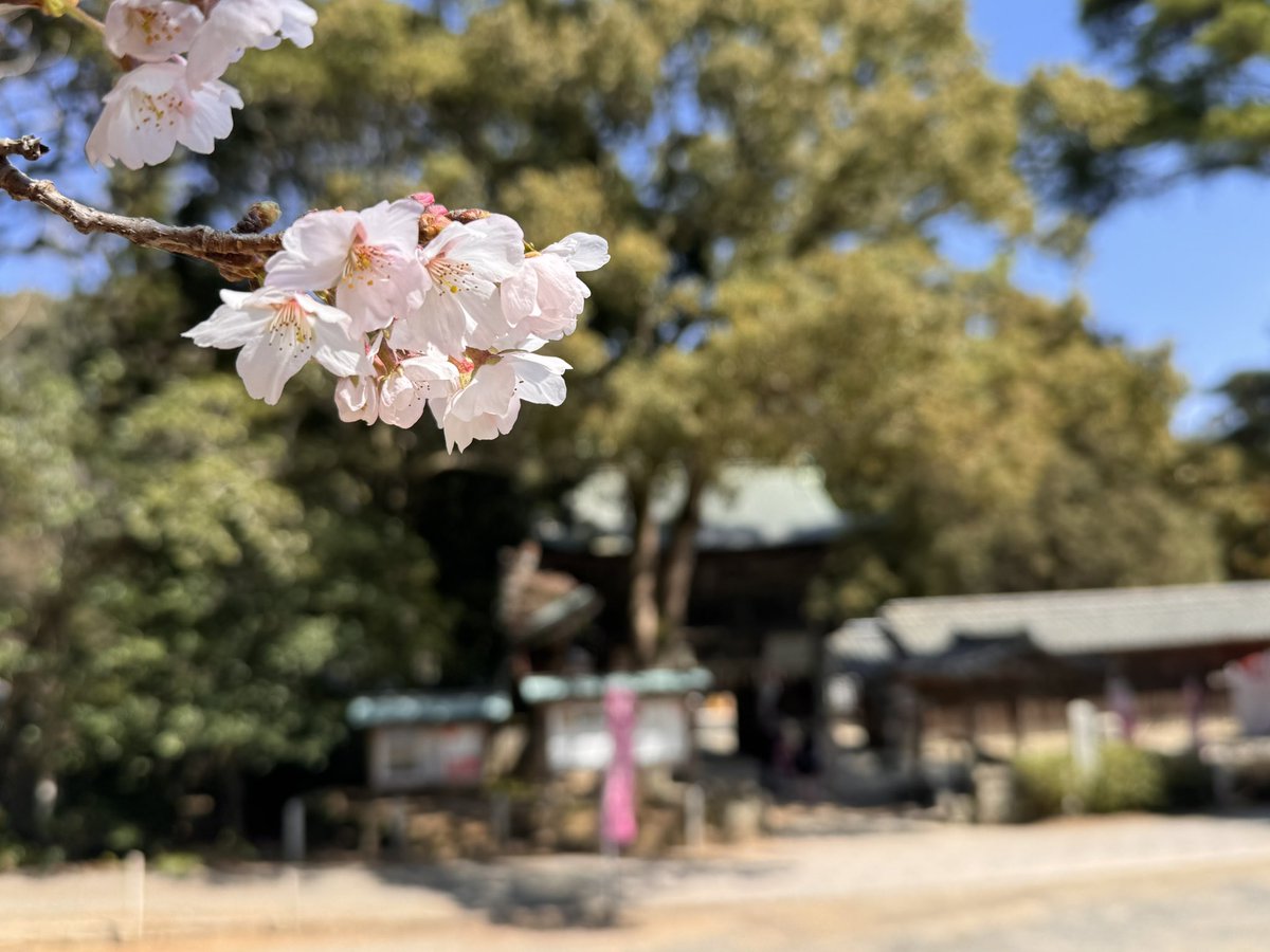#櫻井神社
#開花宣言
#ソメイヨシノ