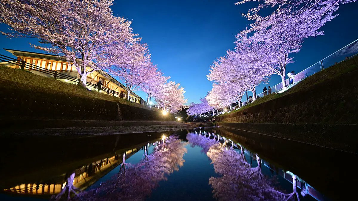 今週末から開催される愛知の桜まつり🌸

🌸岩倉桜まつり（岩倉市）3/27～4/5
🌸とよかわ桜ガーデン（豊川市）3/27～4/5
🌸へいわさくらまつり（稲沢市）3/27～4/5
🌸水源桜まつり（豊田市）3/28～4/12
🌸城山公園さくらまつり（尾張旭市）3/28～4/6
🌸飯野川桜並木ライトアップ（豊田市）3/28～4/5