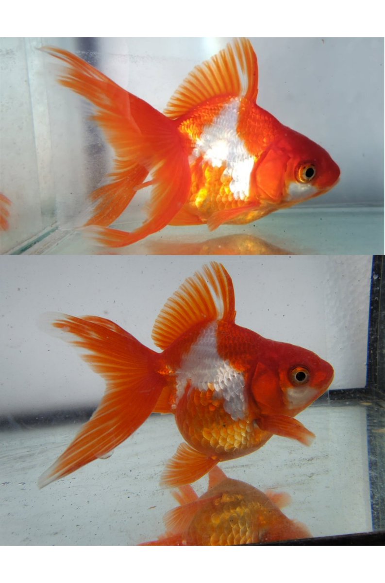 yTJzhDqiCa21699's tweet image. #goldfish #金魚のいる暮らし #金魚 #aquarium #川澄太一の金魚展 
12日の成長