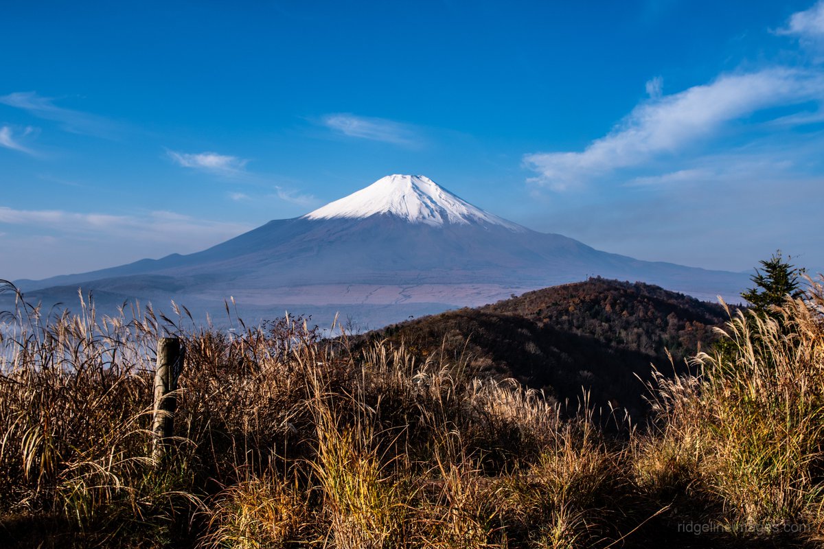 David Lowe tweet media