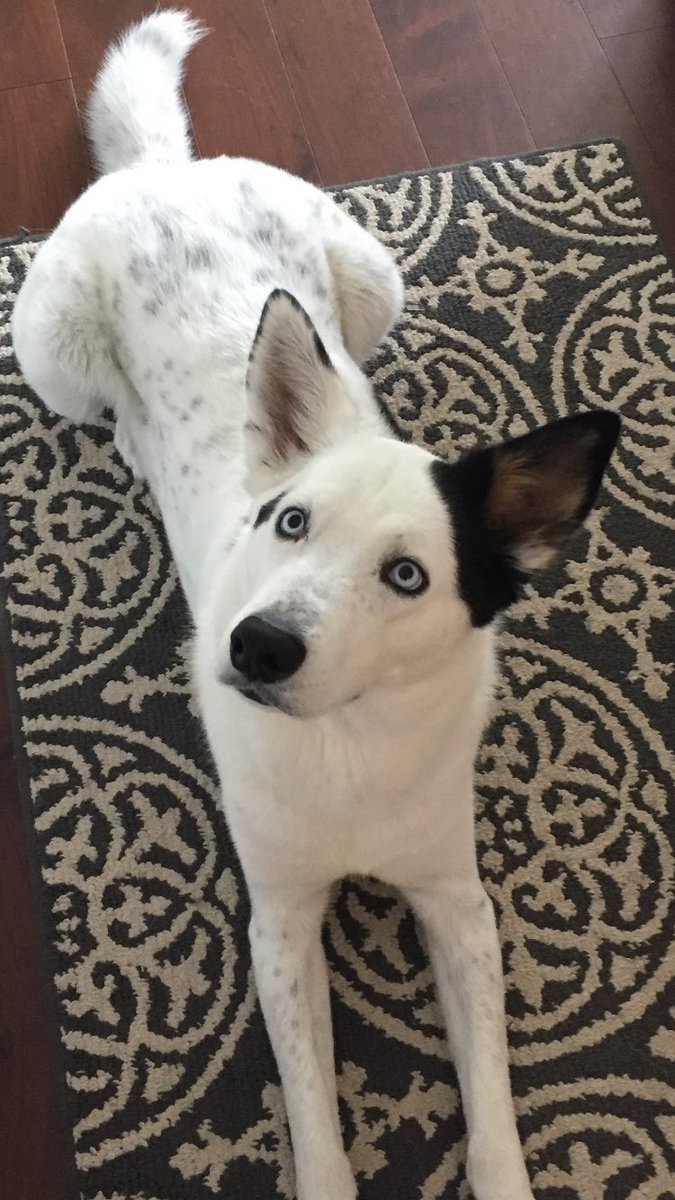 Remember The Fallen tweet media