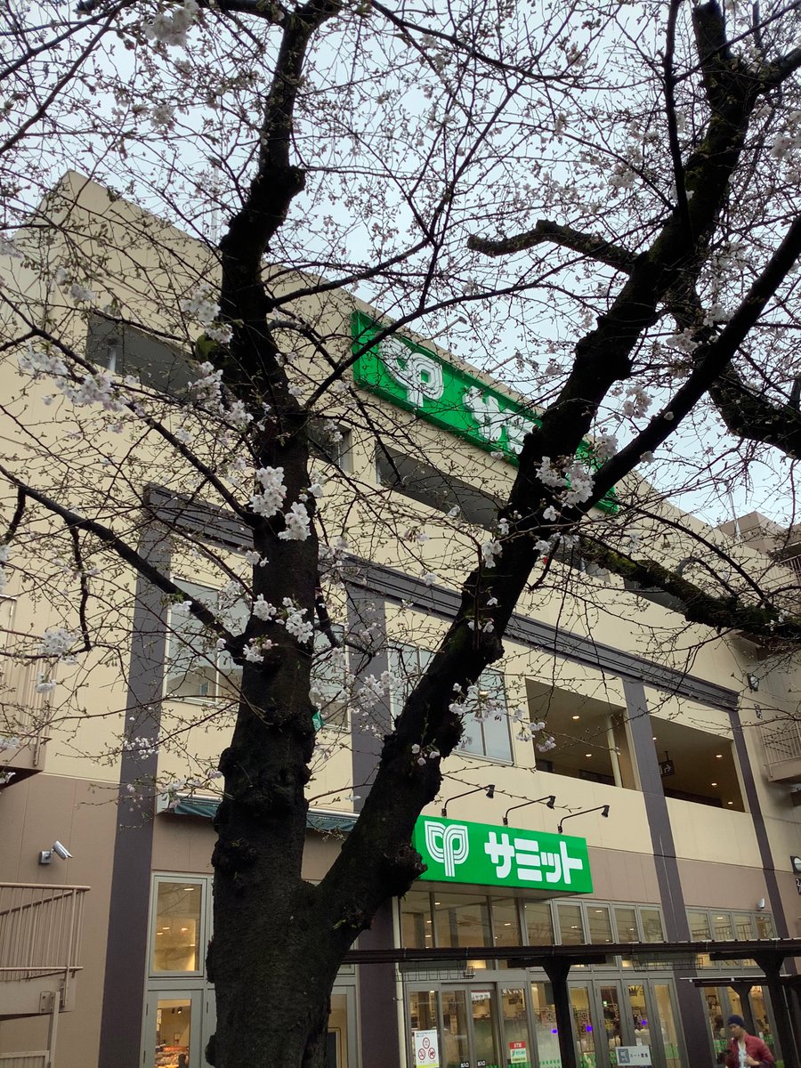 354summit's tweet photo. 東京の桜の『開花宣言』ありましたね！
桜田通り店の桜も、開花しましたよ🤗

3月29日の王子桜田通り店の誕生日は
今年も桜が満開かな☺️

誕生日当日は、各部門でイベントも♪
お楽しみに🥳

#サミットストア王子桜田通り店
#桜田通り店の桜
#開花宣言 https://t.co/USwK7aOo4f