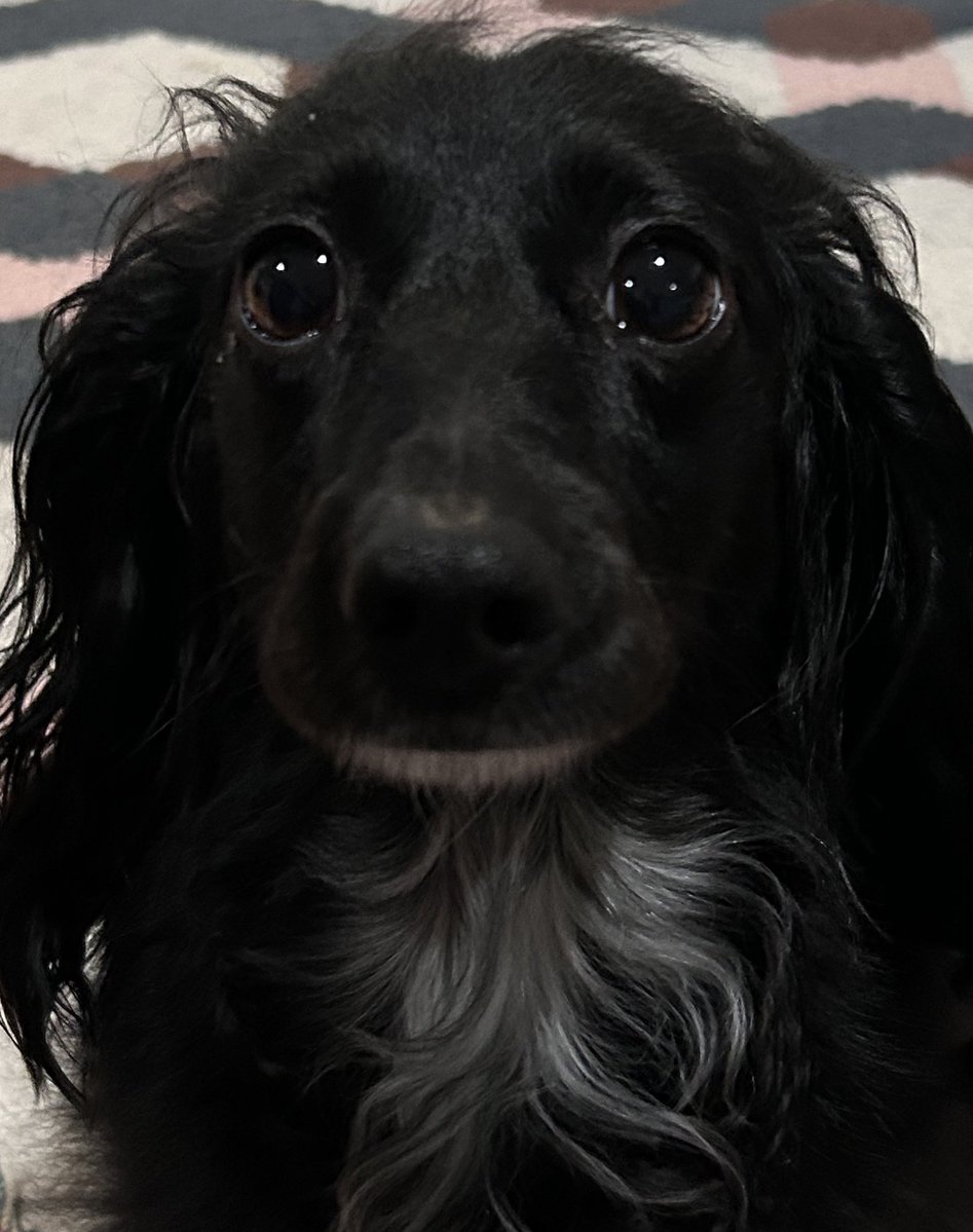 NoodleGirl tweet media