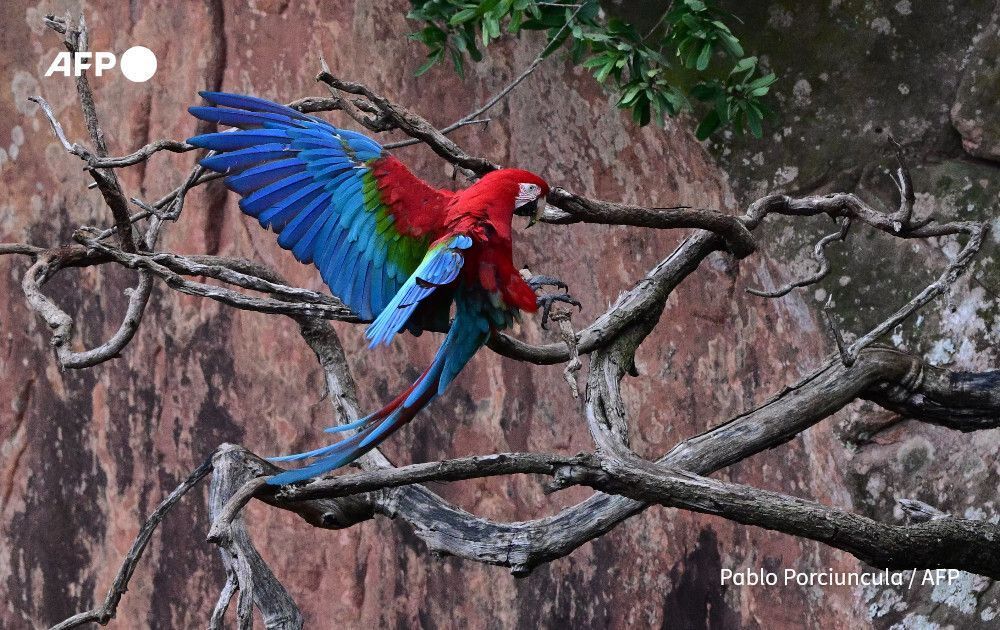 AFP News Agency tweet media