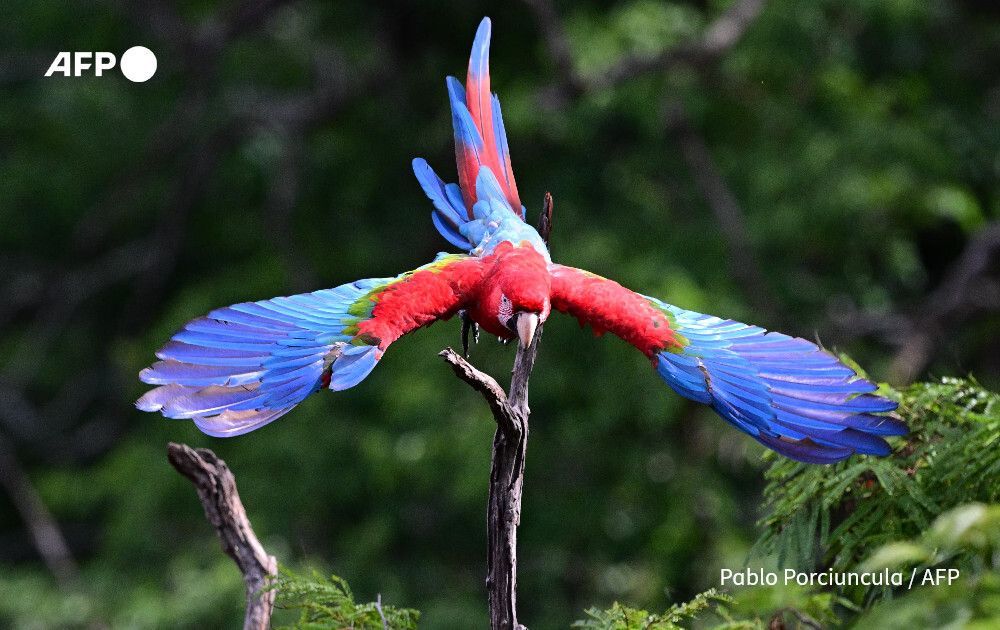 AFP News Agency tweet media