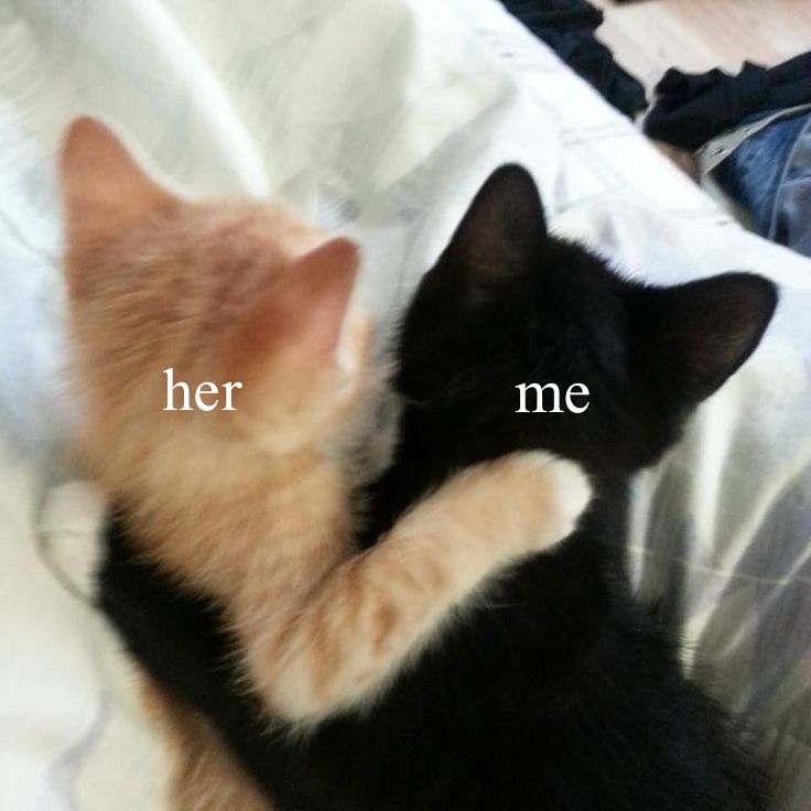 🐈‍⬛🐈 @mezzanotte54