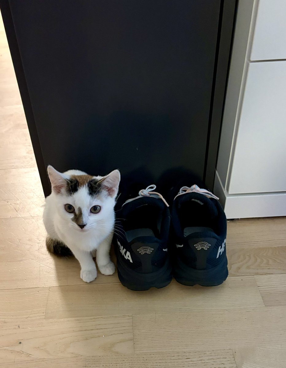 A.V. Marraccini tweet media