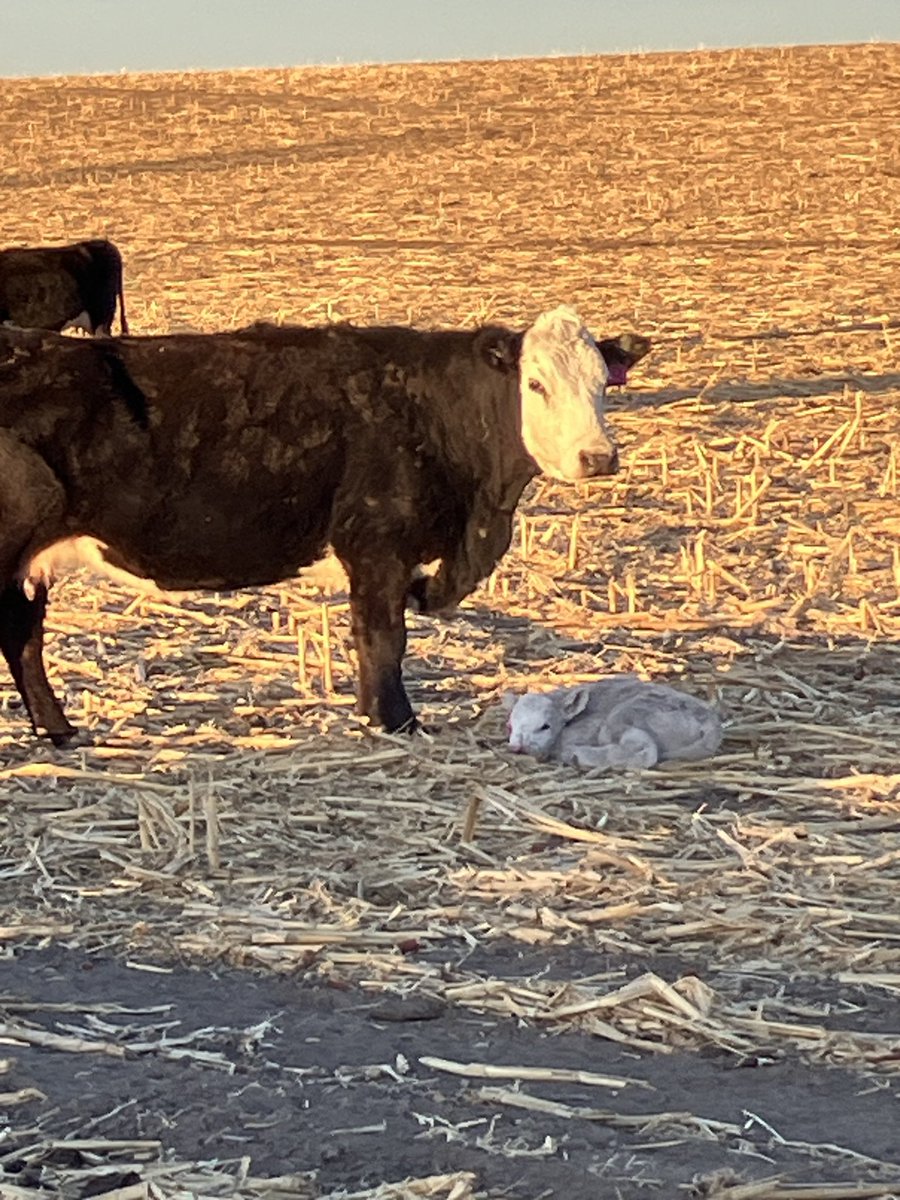 Farmer Joe tweet media