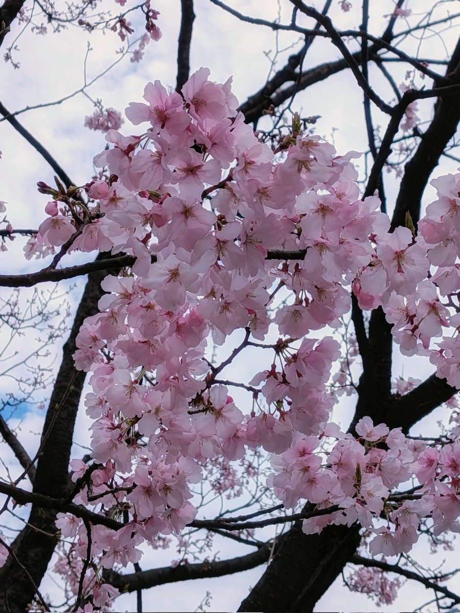 桜、咲いてたよ。