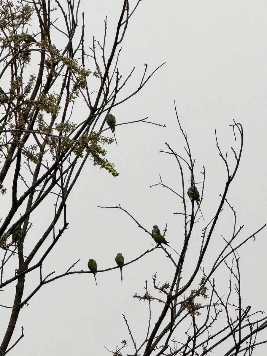 Tripti Naithani #पहाड़ी tweet media