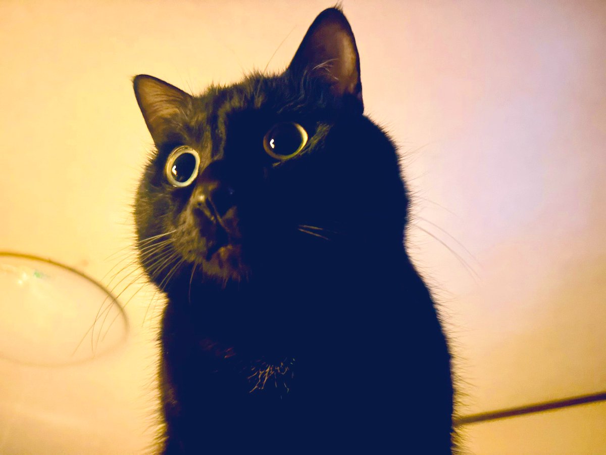 izu0729's tweet photo. 毎朝猫たちに起こされる日々🐈‍⬛🐈　私の上に乗ってトランポリンのように遊ぶとろろちゃん🥱

#猫　#とろろ　#cat #黒猫　#ねこ　#ネコ　#おはよう https://t.co/CRr7UVLwhQ