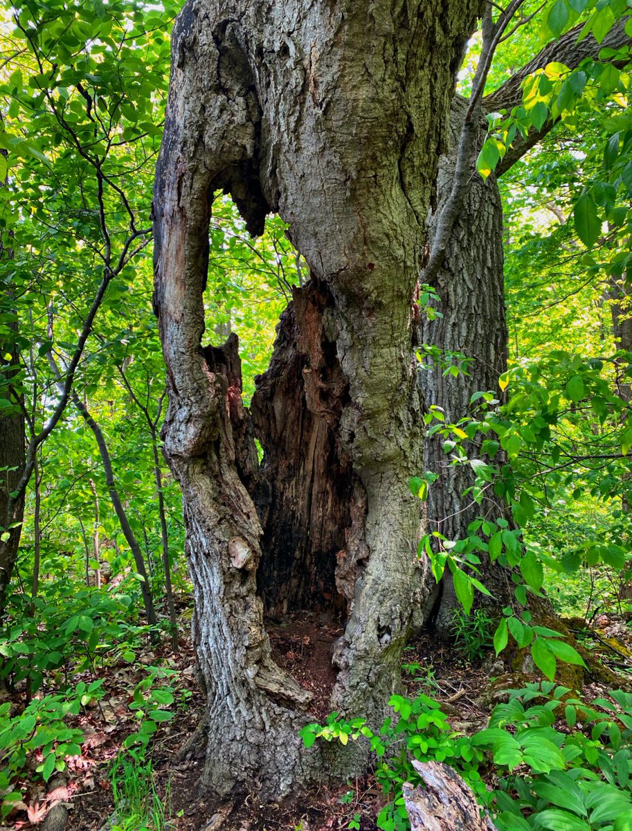 HeavenlyCaramel tweet media