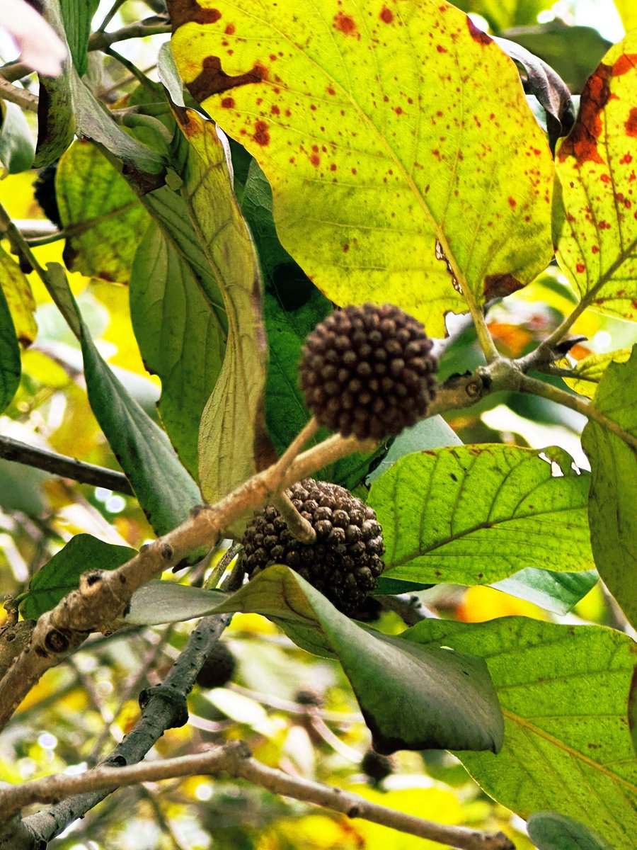 Ramesh Pandey tweet media