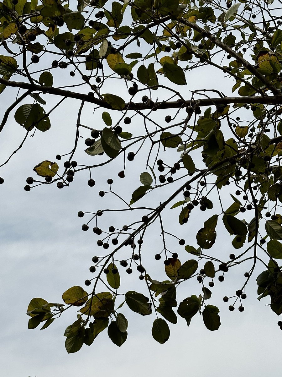 Ramesh Pandey tweet media