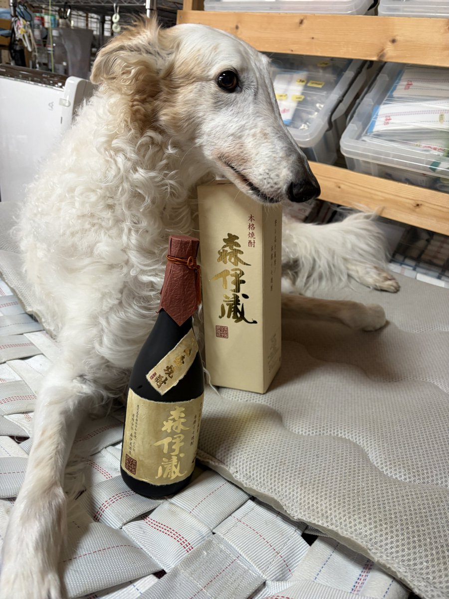 がんぼるぞい®︎ 💪🐶✨borzoi ボルゾイ tweet media