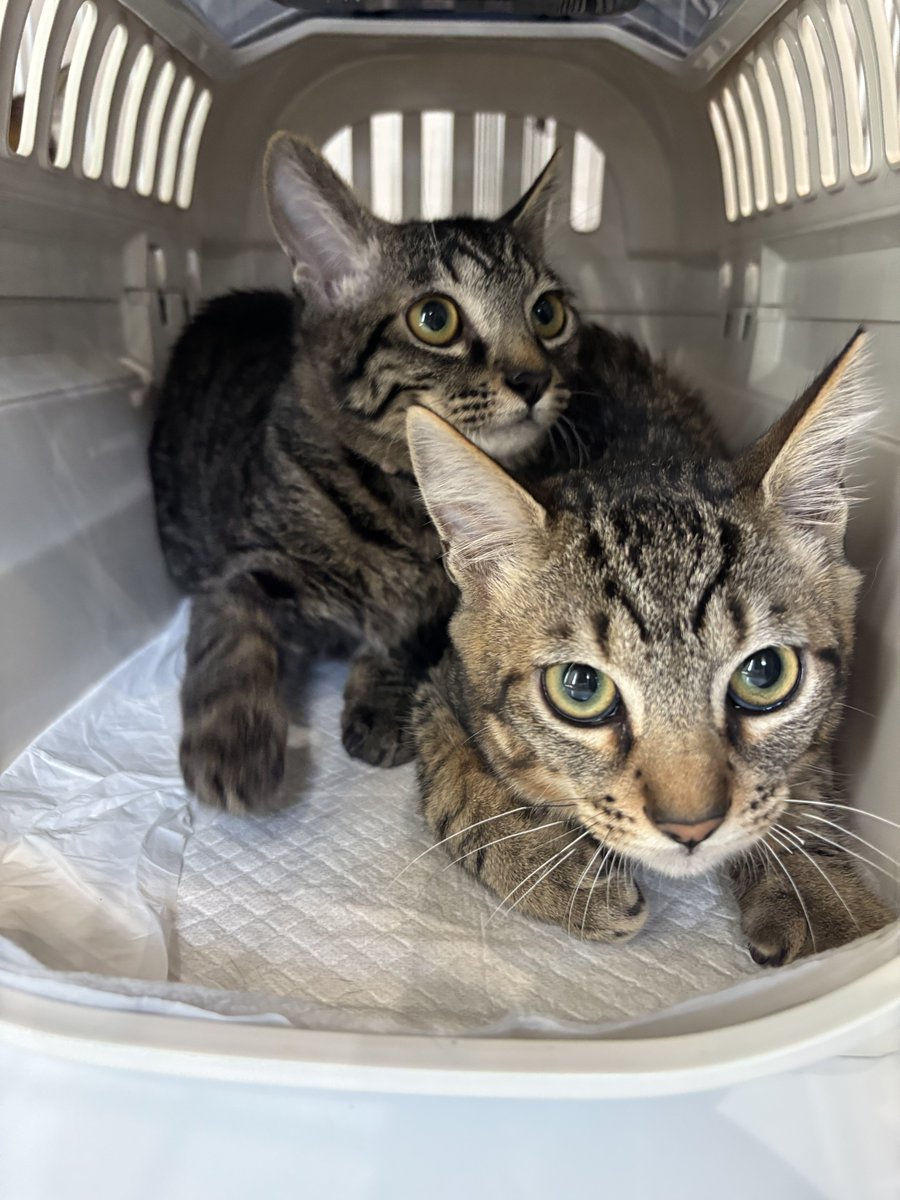 すみパン@4/12(日)譲渡会 tweet media