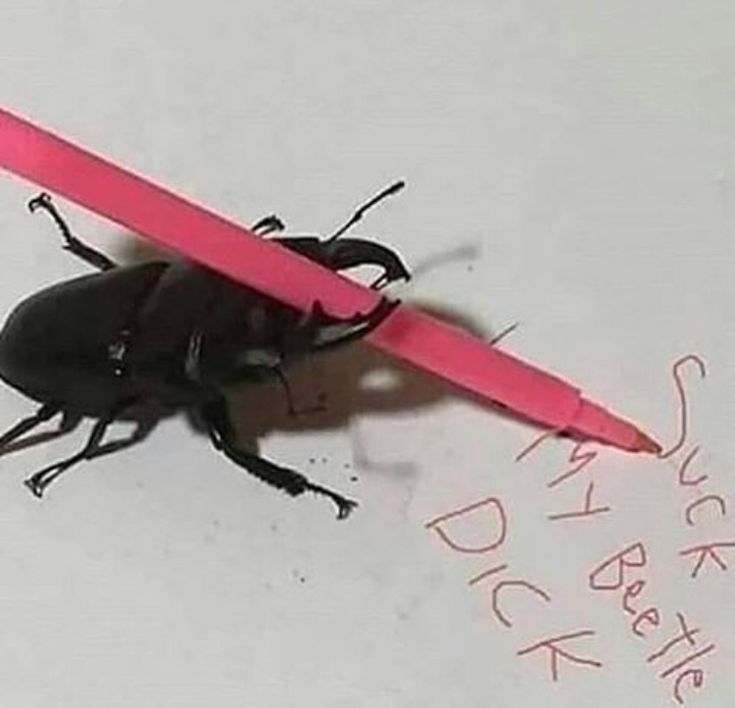 ori_pissedoff_limbs (forte's #1 fan) tweet media