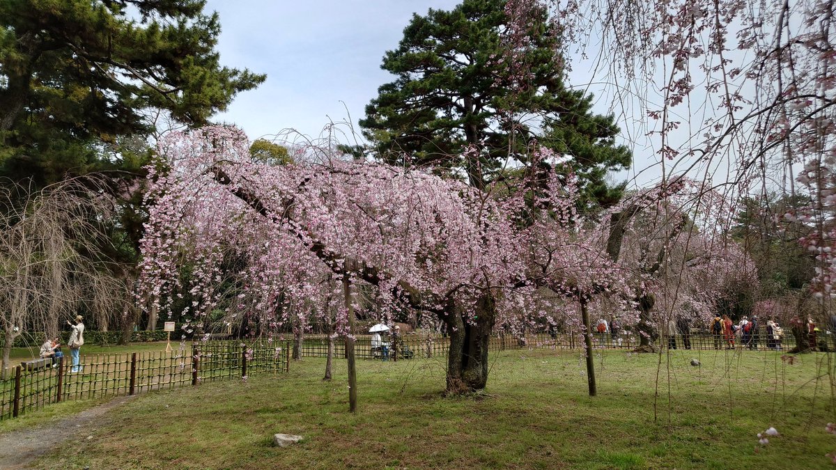 ランちぱー@今朝はランオフ tweet media
