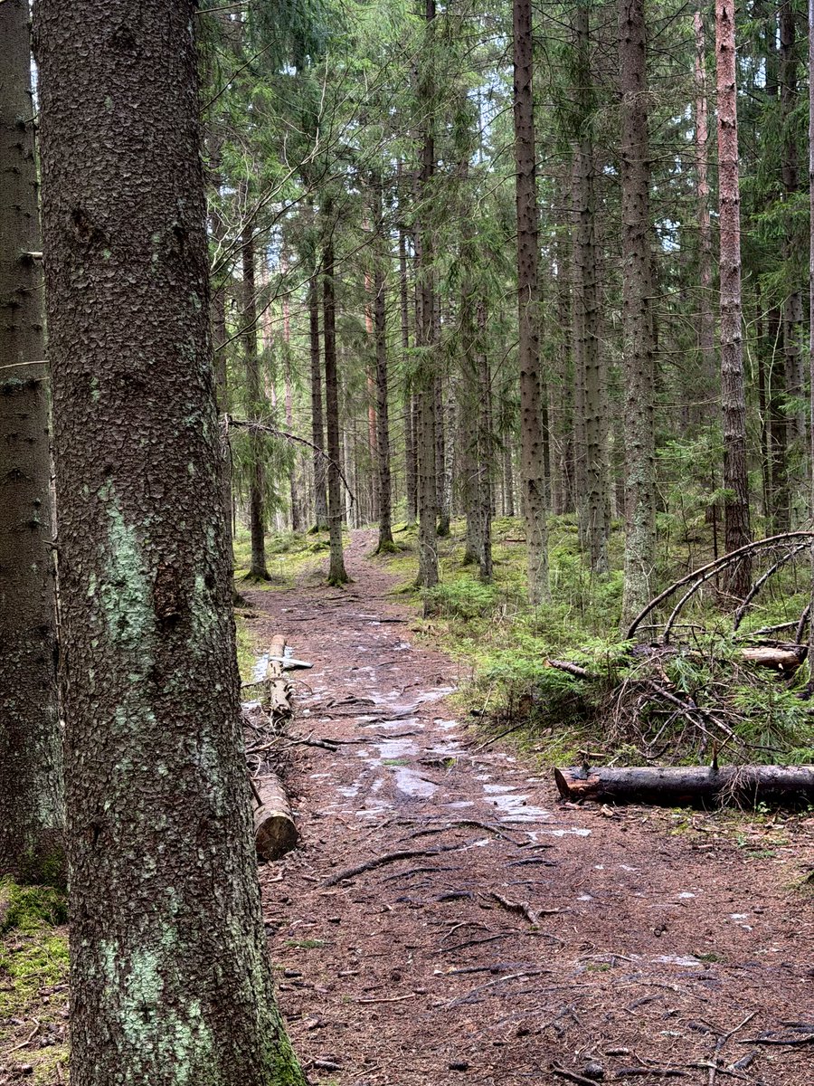 NGlers's tweet image. Reitillä #kävely 🇫🇮❄️ #woods