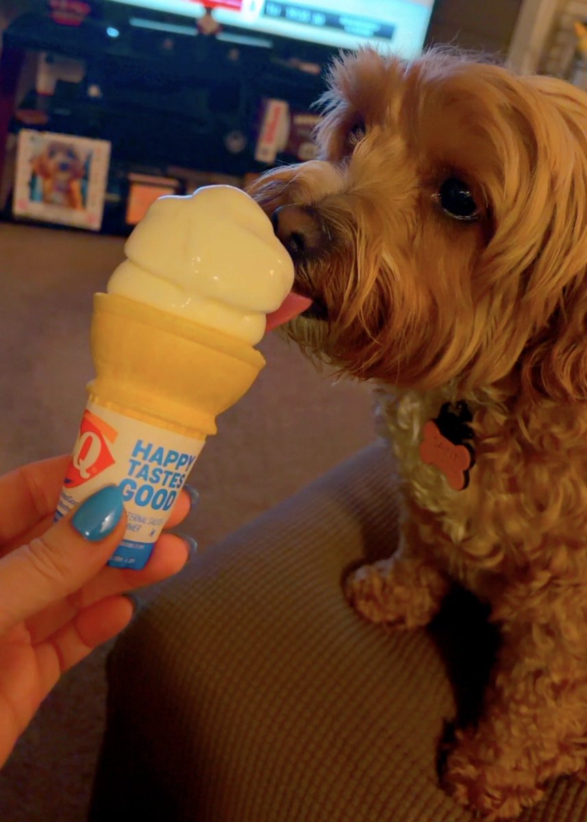 Sainty enjoying her treat! Thanks  <a href="/DairyQueen/">Dairy Queen</a> #freeconeday 🩷🍦