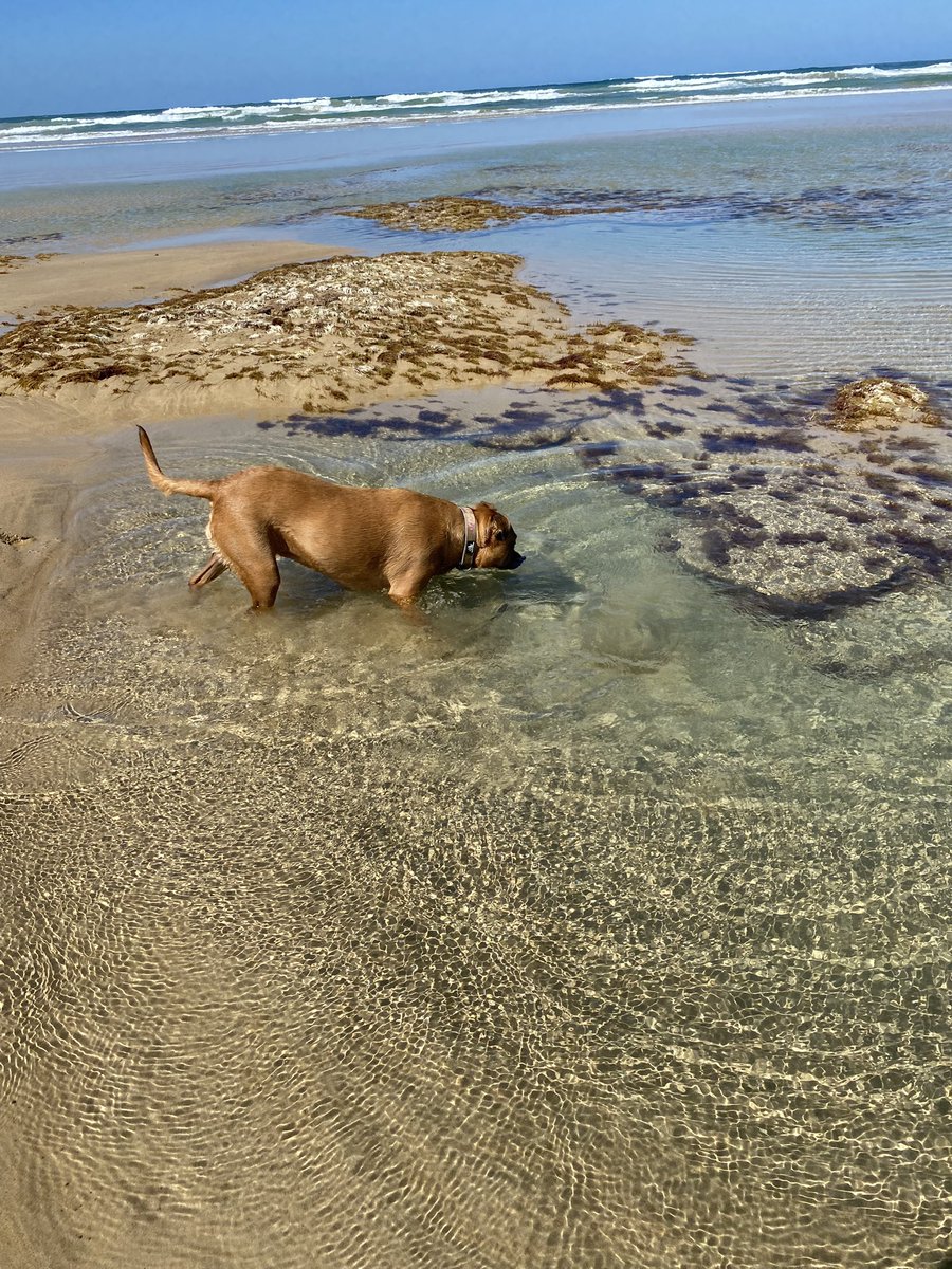 Pivotonian of Geelong 🇦🇺 tweet media