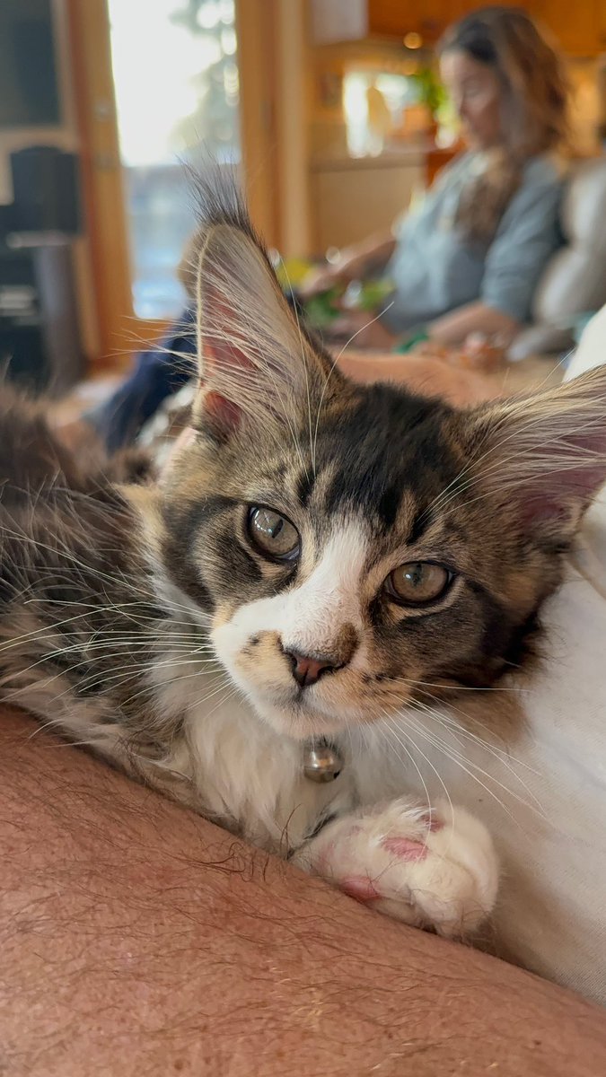 Primrose Alaska 🌺❄️ tweet media